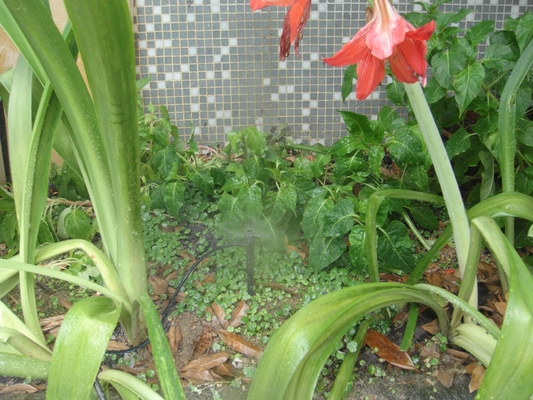 Micro-sprinkler met verstelbare bereik voor pootgewastransplantatie in de tuin