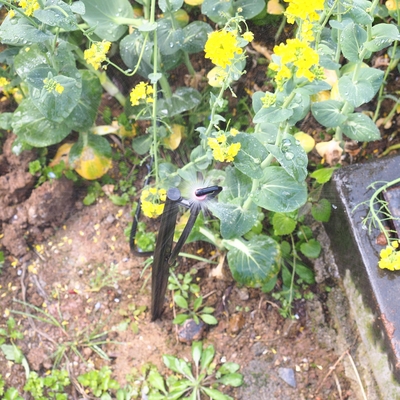 G Type 360 Land- en bosbouw Tuin sprinkler voor irrigatie Quick Connect