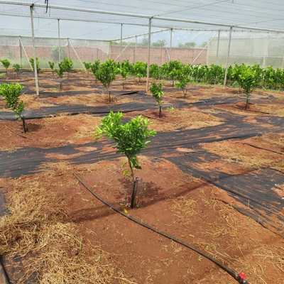 360 graden landbouwwatersprinkler Normale stijl voor micro-sprinkler irrigatie