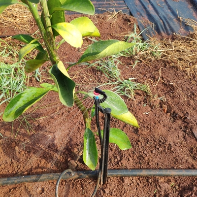 360 graden landbouwwatersprinkler Normale stijl voor micro-sprinkler irrigatie